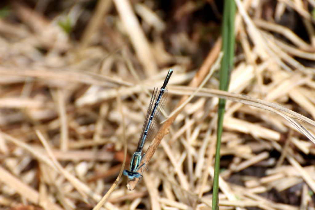 Platycnemis pennipes  (Platycnemididae)